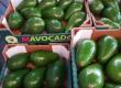 avocado-morocco-farmers.jpg